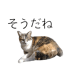三毛猫のリリィとミミ（個別スタンプ：19）
