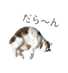 三毛猫のリリィとミミ（個別スタンプ：20）