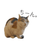 三毛猫のリリィとミミ（個別スタンプ：21）