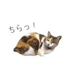 三毛猫のリリィとミミ（個別スタンプ：22）