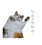 三毛猫のリリィとミミ（個別スタンプ：23）