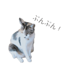 三毛猫のリリィとミミ（個別スタンプ：25）