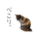 三毛猫のリリィとミミ（個別スタンプ：26）