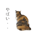三毛猫のリリィとミミ（個別スタンプ：27）