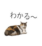 三毛猫のリリィとミミ（個別スタンプ：29）