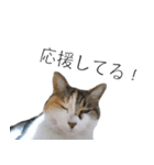 三毛猫のリリィとミミ（個別スタンプ：30）