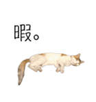 三毛猫のリリィとミミ（個別スタンプ：31）