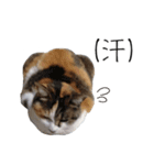 三毛猫のリリィとミミ（個別スタンプ：32）