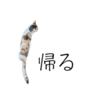 三毛猫のリリィとミミ（個別スタンプ：33）