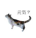 三毛猫のリリィとミミ（個別スタンプ：34）