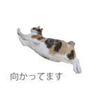 三毛猫のリリィとミミ（個別スタンプ：35）