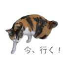 三毛猫のリリィとミミ（個別スタンプ：36）