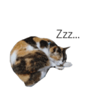 三毛猫のリリィとミミ（個別スタンプ：37）