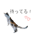 三毛猫のリリィとミミ（個別スタンプ：38）