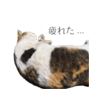 三毛猫のリリィとミミ（個別スタンプ：39）