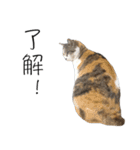 三毛猫のリリィとミミ（個別スタンプ：40）