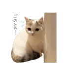 しらすパンスタンプ（個別スタンプ：12）