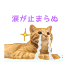 茶トラ猫ガットくん5（個別スタンプ：13）