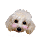 ベル♡シェリー プードルスタンプ（個別スタンプ：2）