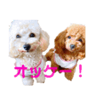 ベル♡シェリー プードルスタンプ（個別スタンプ：9）