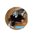 はっはは（個別スタンプ：1）