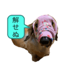 ダックスフンドのレオン君（個別スタンプ：4）