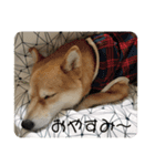 豆柴 夢雲（むうん）2020.秋（個別スタンプ：1）