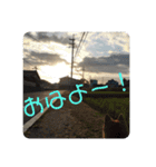 豆柴 夢雲（むうん）2020.秋（個別スタンプ：7）