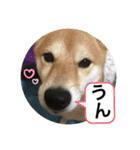 豆柴 夢雲（むうん）2020.秋（個別スタンプ：8）