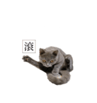 猫ちゃん祐葵です（個別スタンプ：1）