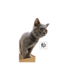 猫ちゃん祐葵です（個別スタンプ：2）