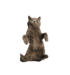 猫ちゃん祐葵です（個別スタンプ：3）