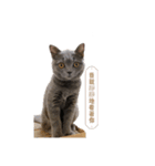 猫ちゃん祐葵です（個別スタンプ：5）