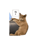 猫ちゃん祐葵です（個別スタンプ：9）