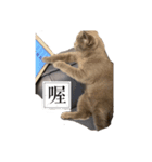 猫ちゃん祐葵です（個別スタンプ：10）