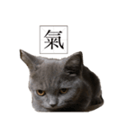 猫ちゃん祐葵です（個別スタンプ：12）