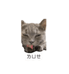 猫ちゃん祐葵です（個別スタンプ：13）