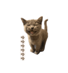 猫ちゃん祐葵です（個別スタンプ：15）