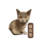 猫ちゃん祐葵です（個別スタンプ：16）
