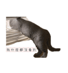 猫ちゃん祐葵です（個別スタンプ：17）
