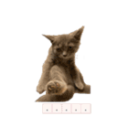 猫ちゃん祐葵です（個別スタンプ：22）