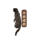猫ちゃん祐葵です（個別スタンプ：24）