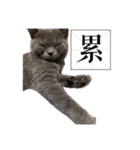 猫ちゃん祐葵です（個別スタンプ：25）