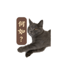 猫ちゃん祐葵です（個別スタンプ：26）