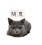 猫ちゃん祐葵です（個別スタンプ：27）