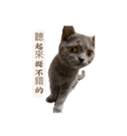 猫ちゃん祐葵です（個別スタンプ：28）