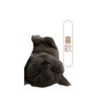 猫ちゃん祐葵です（個別スタンプ：32）