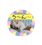 ペロちゃんはお利口さんだもの（個別スタンプ：3）