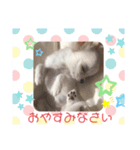 ペロちゃんはお利口さんだもの（個別スタンプ：6）