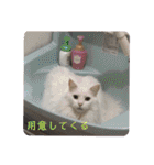 我が家の猫②（個別スタンプ：23）